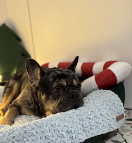 Kocyki-roladki: ręcznie robione pledy dla zwierząt domowych