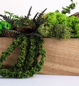 Kompozycje wnętrzarskie z roślin stabilizowanych