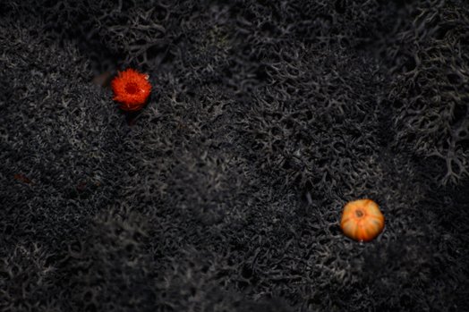 Панно ручної роботи зі стабілізованого моху та рослин Point “Noir Autumn” 40х40 см