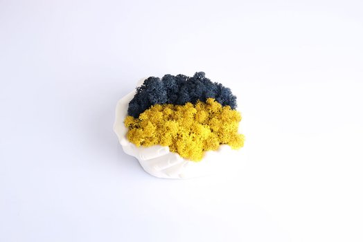 Kompozycje wnętrzarskie z roślin stabilizowanych