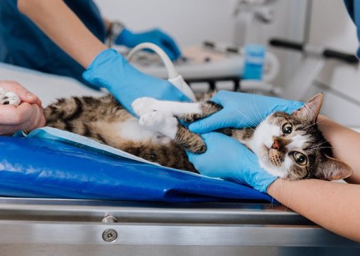 Ultrasound diagnostics