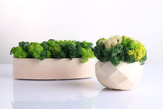 Kompozycje wnętrzarskie z roślin stabilizowanych