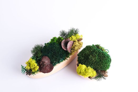 Kompozycje wnętrzarskie z roślin stabilizowanych