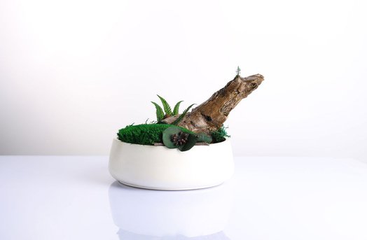 Kompozycje wnętrzarskie z roślin stabilizowanych