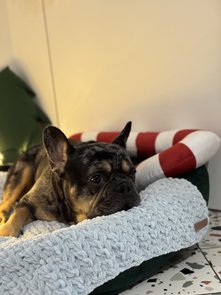 Kocyki-roladki: ręcznie robione pledy dla zwierząt domowych