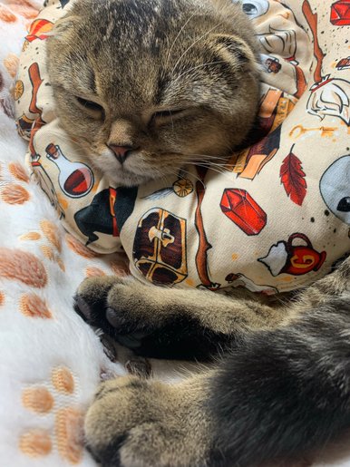 Miękki ochronny kołnierz weterynaryjny–poduszka Bubliki