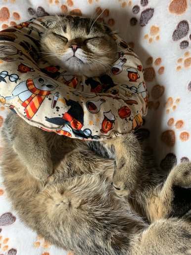 Miękki ochronny kołnierz weterynaryjny–poduszka Bubliki