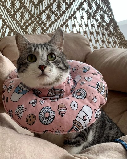 Miękki ochronny kołnierz weterynaryjny–poduszka Bubliki