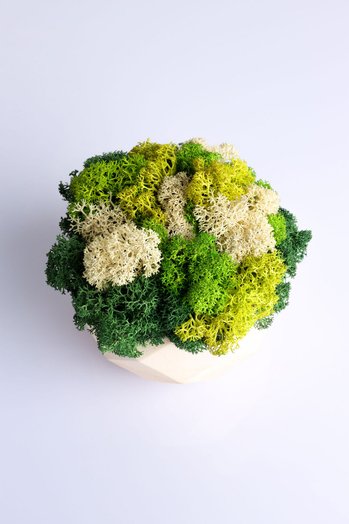 Kompozycje wnętrzarskie z roślin stabilizowanych