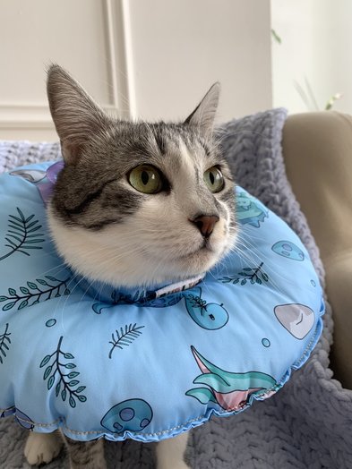 Miękki ochronny kołnierz weterynaryjny–poduszka Bubliki