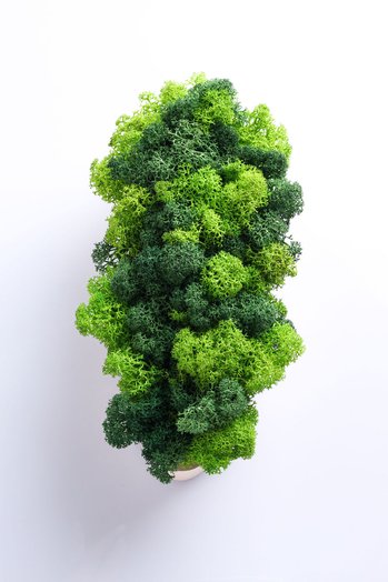 Kompozycje wnętrzarskie z roślin stabilizowanych