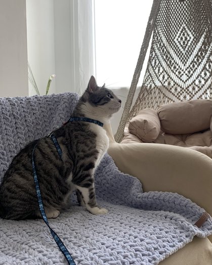 Kocyki-roladki: ręcznie robione pledy dla zwierząt domowych