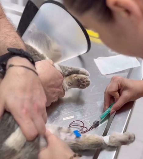 Complete (hematologic) blood count