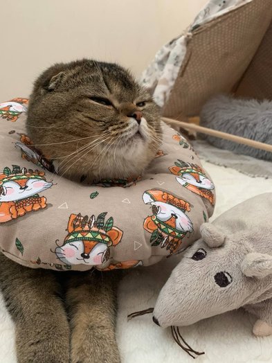 Miękki ochronny kołnierz weterynaryjny–poduszka Bubliki