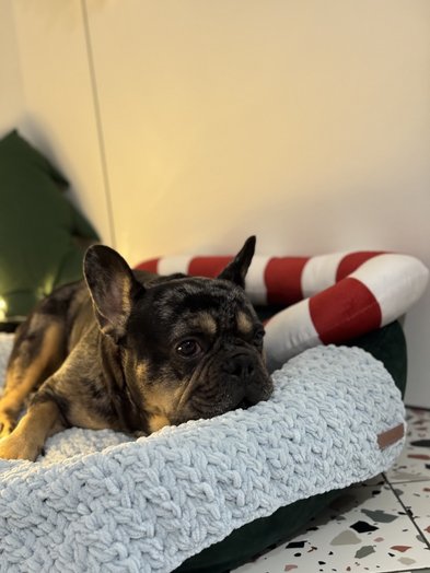 Kocyki-roladki: ręcznie robione pledy dla zwierząt domowych